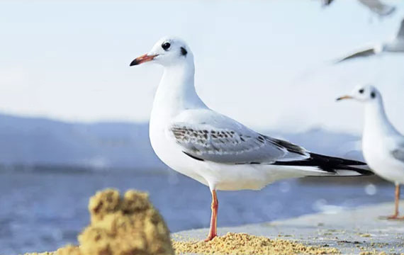 2021年秋季550公里信鴿比賽