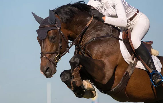 天星調(diào)良馬術(shù)場地障礙大賽 Jumping Equuleus